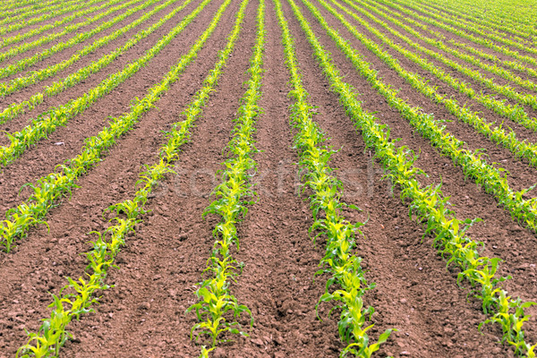 Farmer's Field Corn Oregon Agriculture Food Grower Stock photo © cboswell