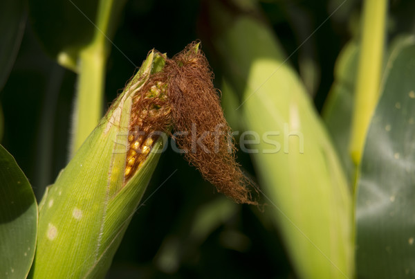 Farmers Ear Corn Stalk Crop Cob in Husk Produce Food Commodity Stock photo © cboswell
