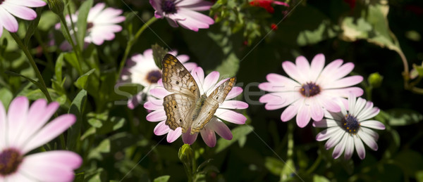 Garden Life Stock photo © cboswell