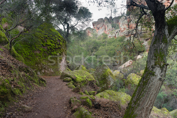 Winter Time Pinnacles National Park Forest Trail California USA Stock photo © cboswell