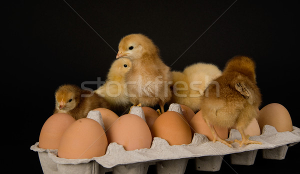 Chickens on a Dozen Eggs Stock photo © cboswell