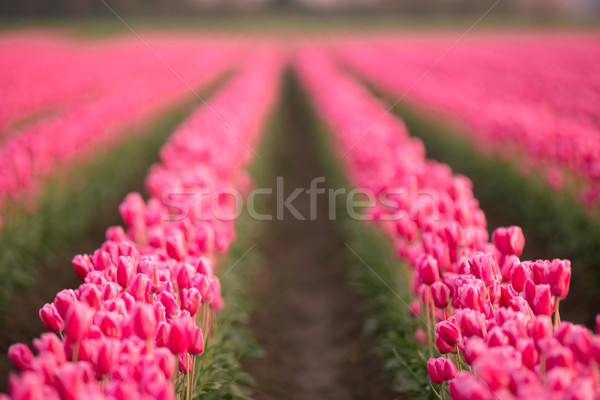 Roze tulpen zonlicht landbouw Stockfoto © cboswell