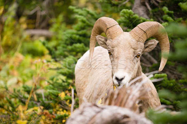 Healthy Male Ram Bighorn Sheep Wild Animal Montana Wildlife Stock photo © cboswell