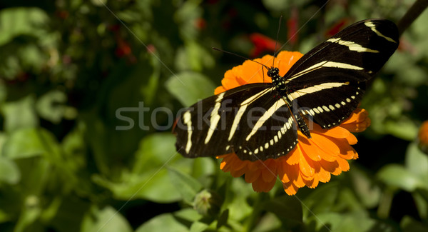 Zebra Schmetterling Design Blatt Garten Schönheit Stock foto © cboswell