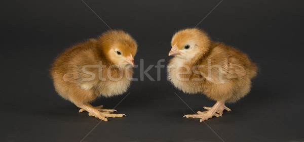 Huhn Paar von Angesicht zu Angesicht zwei Küken stehen Stock foto © cboswell