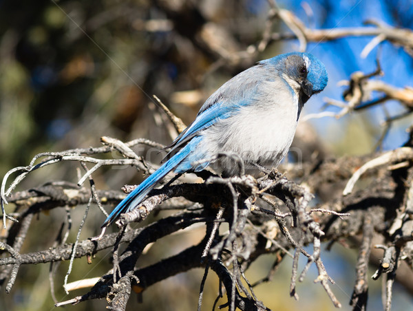 Scrub Jay Blue Bird Great Basin Region Animal Wildlife Stock photo © cboswell