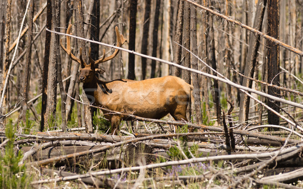 Large Bull Elk Western Wildlife Yellowstone National Park  Stock photo © cboswell