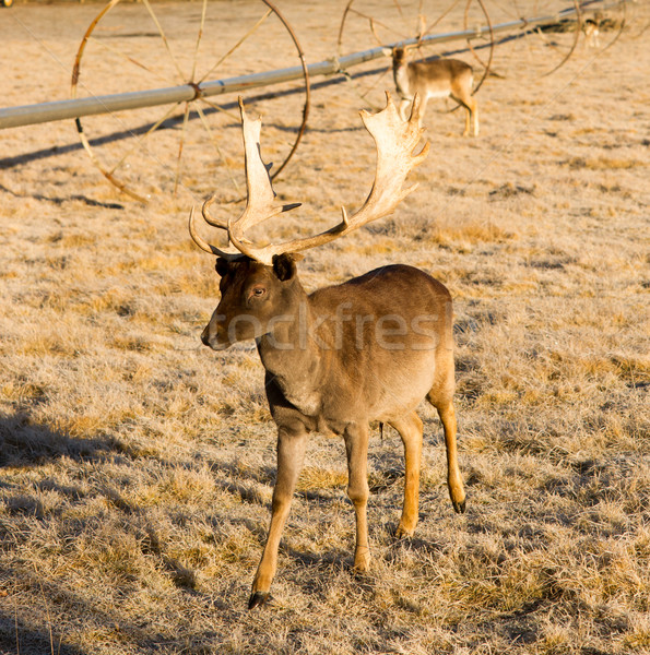 Belle engagé faune jeunes Homme buck Photo stock © cboswell