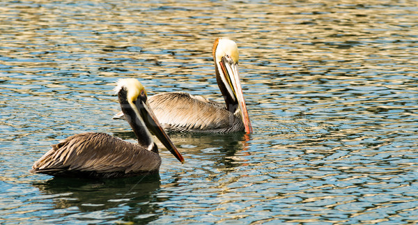 Brown Wild Pelican Bird San Diego Bay Animal Feathers Stock photo © cboswell