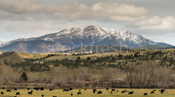 Strada giorno Oregon bovini ranch canyon Foto d'archivio © cboswell