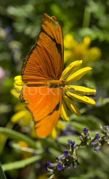Julia Butterfly Stock photo © cboswell