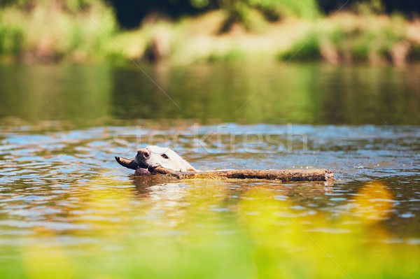 Sommer Zeit Hund Stick Schwimmen Stock foto © Chalabala