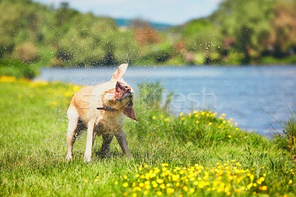 [[stock_photo]]: Chien · eau · natation · rivière · labrador · retriever