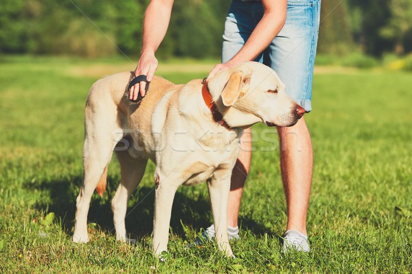 Cão regular moço amarelo labrador retriever Foto stock © Chalabala