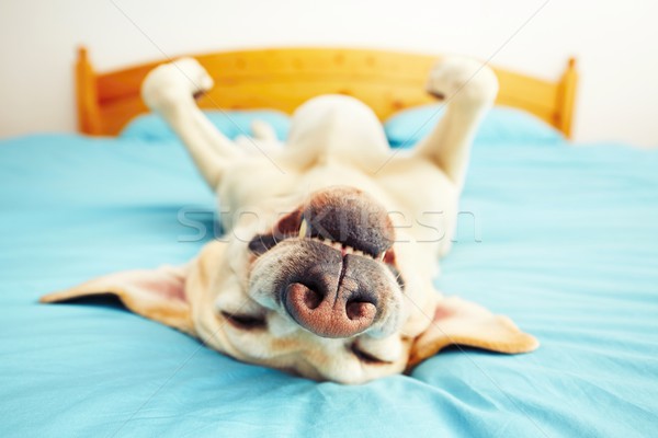 Dog is lying on the bed  Stock photo © Chalabala