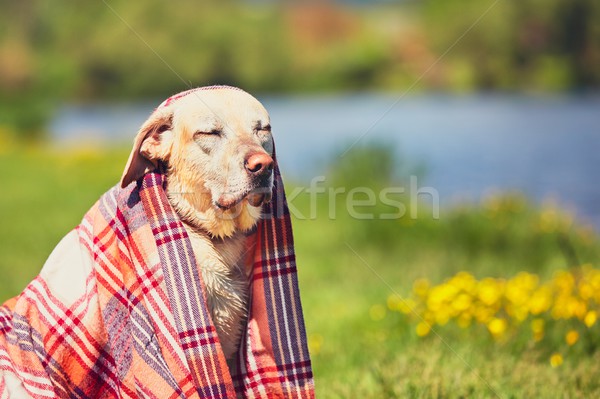 Stok fotoğraf: ıslak · köpek · yüzme · eski · labrador · retriever · nehir