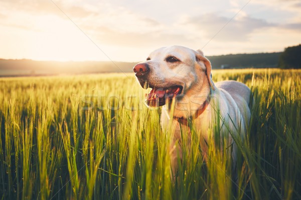 Kutya mező napfelkelte labrador retriever sétál kukoricamező Stock fotó © Chalabala