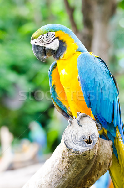 Papegaaien natuur liefde vogel groene leven Stockfoto © chatchai