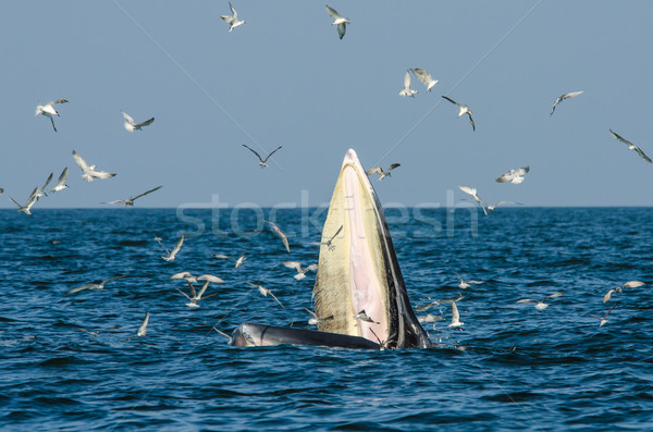 Bryde's whale feeding Stock photo © chatchai