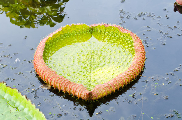 Bladeren reus bloem water natuur zomer Stockfoto © chatchai