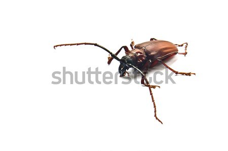 Kever witte hout blad dier achtergronden Stockfoto © chatchai