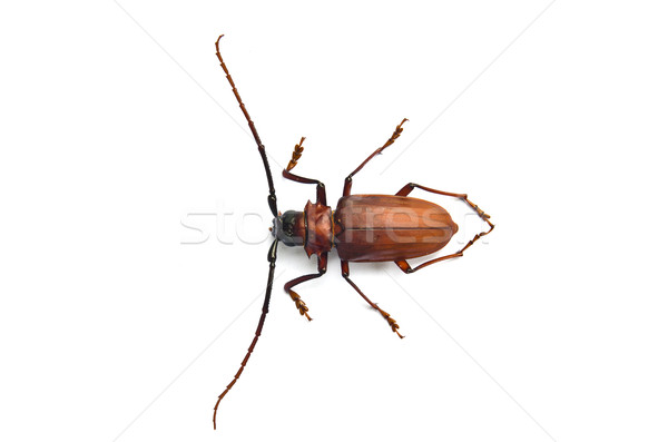 Megopis costipennis  Stock photo © chatchai