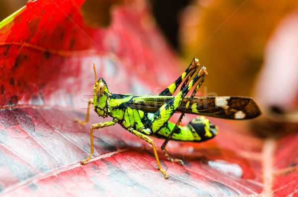 Grasshopper Stock photo © chatchai
