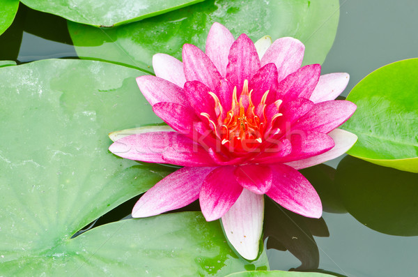 Rot friedlich Teich Blume Wasser Stock foto © chatchai