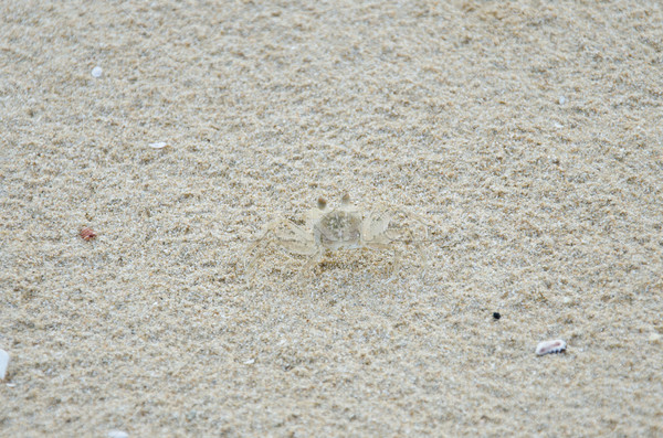 Krab strand lichaam zand natuur zomer Stockfoto © chatchai