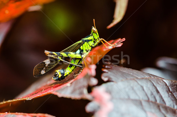 Sprinkhaan macro Rood bladeren zomer springen Stockfoto © chatchai