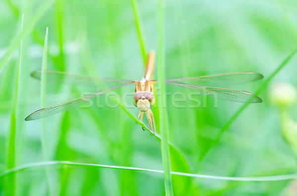 Libel groen gras oog natuur zomer Blauw Stockfoto © chatchai