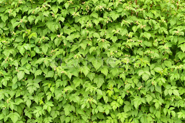 Wall of green branches raspberry Stock photo © cherezoff