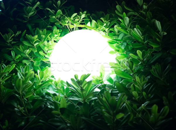 Street lamp in bush Stock photo © cherezoff