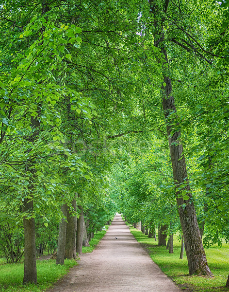 Onverharde weg midden oude bos hdr foto Stockfoto © cherezoff