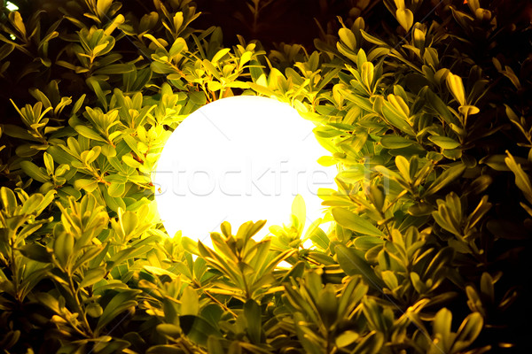 Noite esfera luz folhas abstrato Foto stock © cherezoff