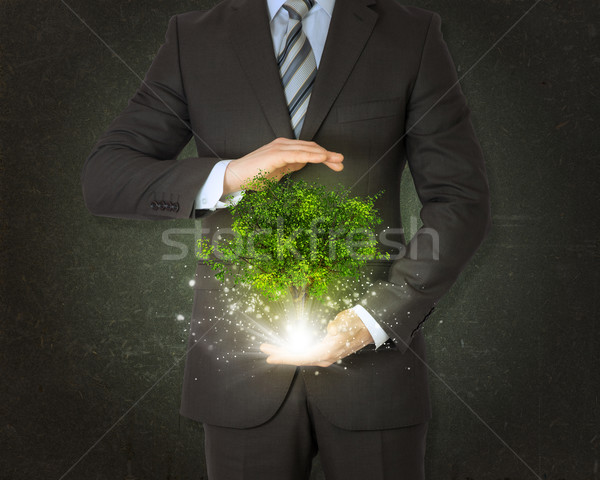 Businessmen hold magical green tree and rays of light Stock photo © cherezoff