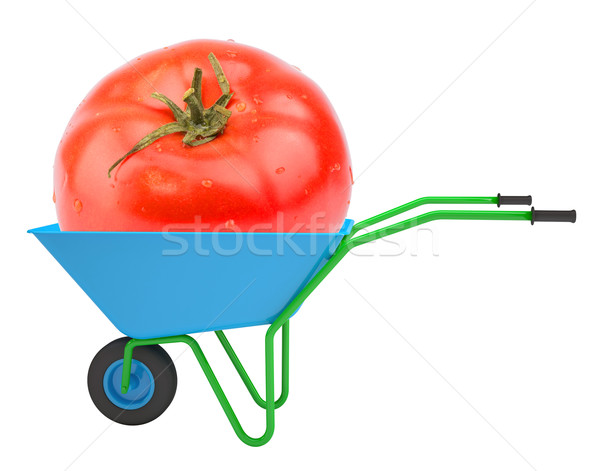 Tomato in hand-barrow Stock photo © cherezoff