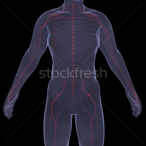 Xray foto persoon pijnlijk spijsvertering geïsoleerd Stockfoto © cherezoff