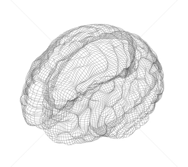 Wireframe cervello regione umani isolato bianco Foto d'archivio © cherezoff