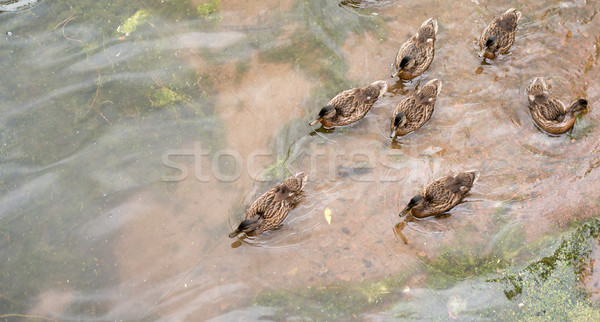 Lake with ducks Stock photo © cherezoff