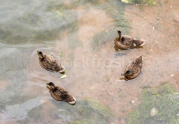 Lake with ducks Stock photo © cherezoff