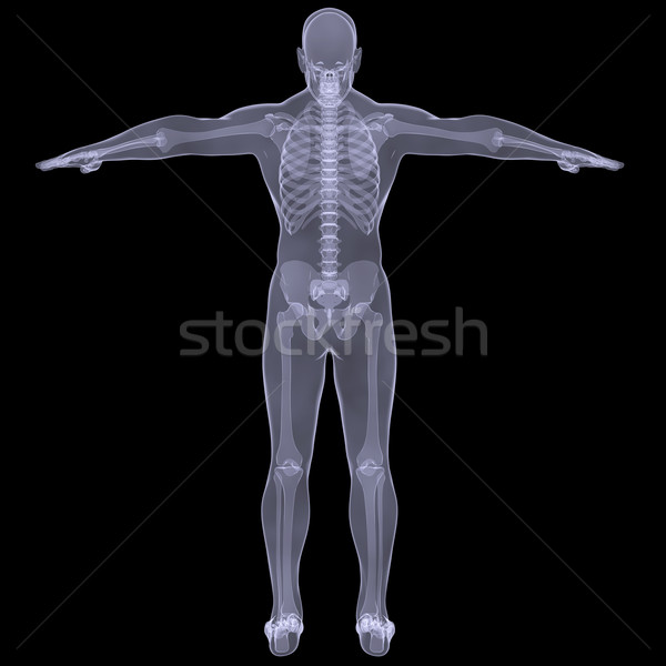 X-ray of man Stock photo © cherezoff