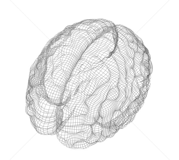 Drótváz agy régió emberi izolált fehér Stock fotó © cherezoff