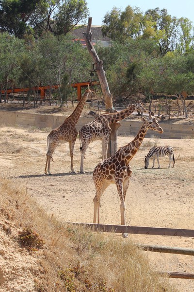 Drei Giraffe Zebra Gruppe Afrika african Stock foto © cherezoff