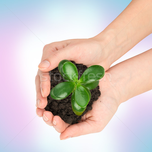 Humans hands holding plant with ground, top view Stock photo © cherezoff