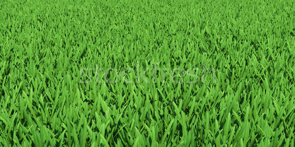 Field of green grass Stock photo © cherezoff