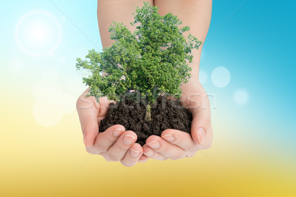 Hands holding green tree with mould Stock photo © cherezoff