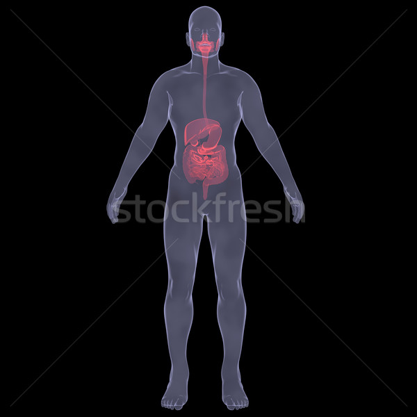 Xray imagine persoană digestie izolat Imagine de stoc © cherezoff