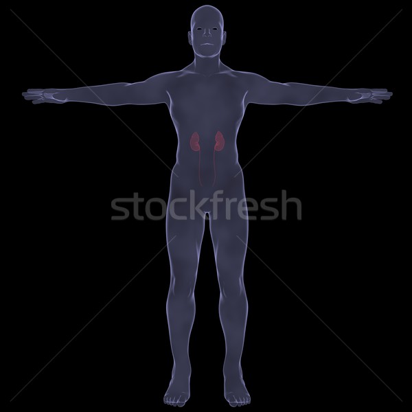 Stock photo: X-Ray picture of a person. Sore digestion