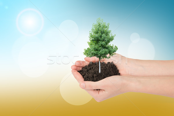 Humans hands holding tree Stock photo © cherezoff